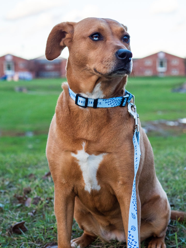 Levante Dog Collar